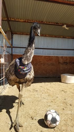 Krazy Arrow Ranchette Swag